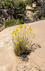 Flowers in the desert